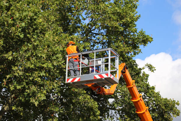 Why Choose Our Tree Removal Services in Loomis, CA?